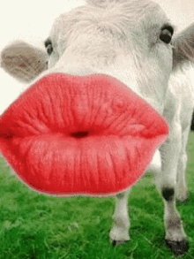 Cow Kiss GIF