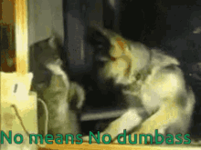 a picture of a cat with the words " no means no dumbass "