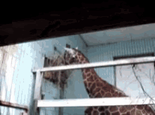 a giraffe is standing in a cage with a ladder behind it