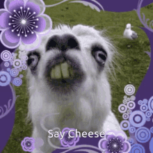 Llama Smile GIF - Llama Smile Creepy GIFs