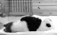 Me Trying To Wake Up In The Morning GIF - Animals Cute Panda GIFs