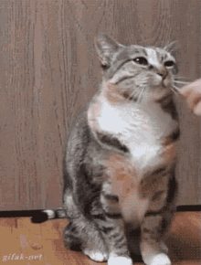 Cat Shakehand GIF - Cat Shakehand GIFs