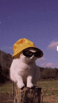 a white cat wearing a yellow hat and sunglasses sits on a tree stump