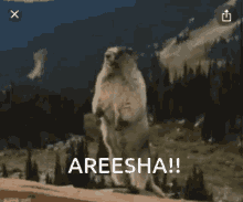 Areesha GIF - Areesha GIFs