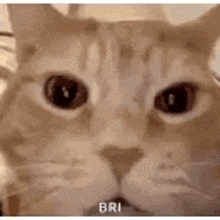 a close up of a cat 's face with the words `` bri '' written below it .