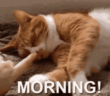 morning cat by milo daggerstink good morning cute wake up