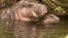 Up Close Baby Hippo GIF - Cute Baby Pygmy GIFs