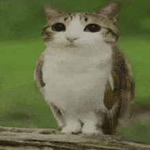 a cat that looks like an owl is standing on a branch .