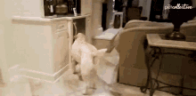 Opening Refrigerator The Pet Collective GIF - Opening Refrigerator The Pet Collective Smart Dog GIFs