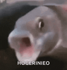 Pog Pogfish GIF - Pog Pogfish Fish GIFs