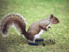 Old Squirrel GIF