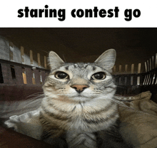 Staring Contest Staring Cat GIF