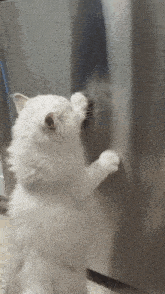 a fluffy white cat is scratching a stainless steel refrigerator