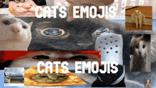 Cats Server Banner Discord GIF - Cats Server Banner Discord GIFs