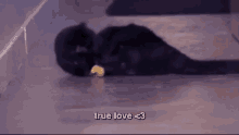 True Love! GIF - Cats Black Cat GIFs