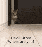 Cat Kitten GIF - Cat Kitten Game GIFs
