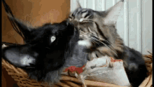 Love Cat GIF - Love Cat Maine Coon GIFs