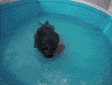 a sea lion is swimming in a blue pool