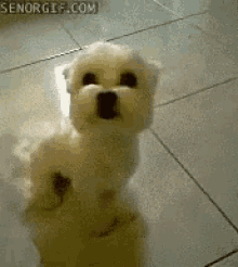 Pup Growl GIF - Pup Growl Smile GIFs