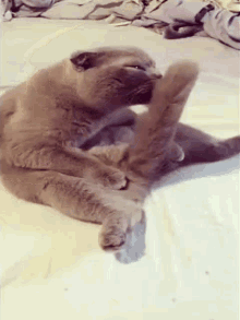 Cat Funny Cat GIF - Cat Funny Cat Ruben GIFs