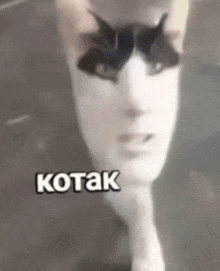 a black and white photo of a cat with kotak written on the bottom right