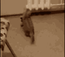 a cat is standing on its hind legs in a room with a radiator in the background .