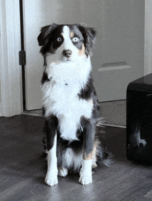 a black and white dog with blue eyes sits on a wooden floor
