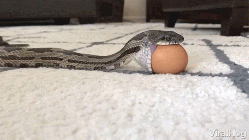 snake eating itself gif
