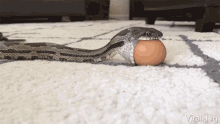 Viralhog Egg GIF