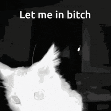 Let Me In Cat GIF - Let Me In Cat Sniff GIFs
