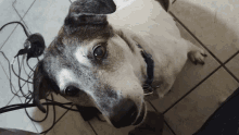 Marty Dog GIF - Marty Dog Okcupid GIFs