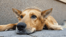 a close up of a dog laying on its back looking up