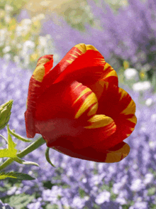 Hearts Of Happiness Flowers For You GIF - Hearts Of Happiness Flowers For You Tulips GIFs