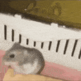 Hamster Flip Hamster Huhahaha GIF - Hamster Flip Hamster Huhahaha Slow Mo GIFs