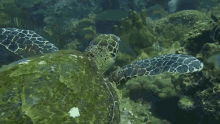 Hawksbill Turtle Sea Turtle GIF - Hawksbill Turtle Sea Turtle Turtle GIFs
