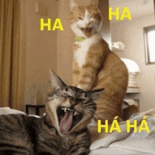 Cat GIF - Cat GIFs