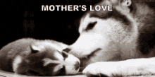 A Mother'S Love GIF - Mothers Love Mom And Baby Puppy GIFs