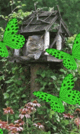 a cat sleeping in a birdhouse with green butterflies flying around it
