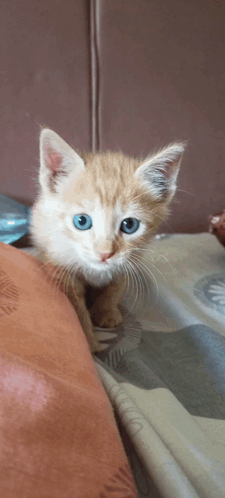Cute Cat Kitten Bite GIF - CuteCat KittenBite BiteMyLip - Discover