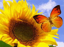 Sunflower Butterfly GIF - Sunflower Butterfly Beautiful Flower GIFs