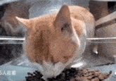 Confused Cat GIF - Confused Cat Eating GIFs