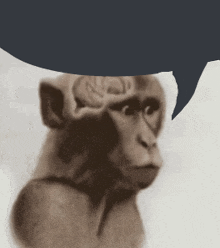a monkey with a speech bubble over its head