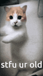 Cat Funny Funny Cat GIF - Cat Funny Funny Cat GIFs