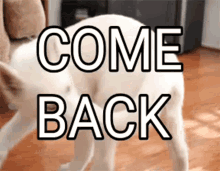 Dog Comeback GIF - Dog Comeback Spinning GIFs