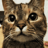 Juniper Cat GIF - Juniper Cat Big Eyes GIFs