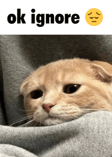 a cat is wrapped in a blanket and the words ok ignore are above it