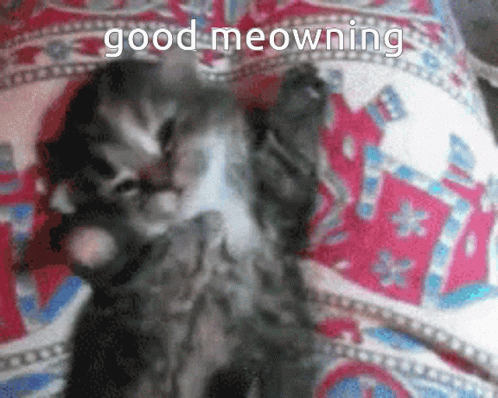 wake up cat gif