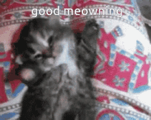 Good Meowning Cat Waking Up GIF - Good Meowning Cat Waking Up Cat Wake Up GIFs
