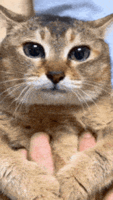Tole Tole Cat GIF - Tole Tole Cat Reverse GIFs