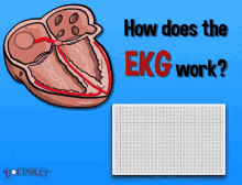 Ekg Heart Rate GIF - Ekg Heart Rate Ekg Explained GIFs